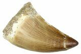 Fossil Mosasaur (Thalassotitan) Tooth - Morocco #374556-1